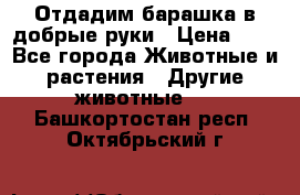 Отдадим барашка в добрые руки › Цена ­ 1 - Все города Животные и растения » Другие животные   . Башкортостан респ.,Октябрьский г.